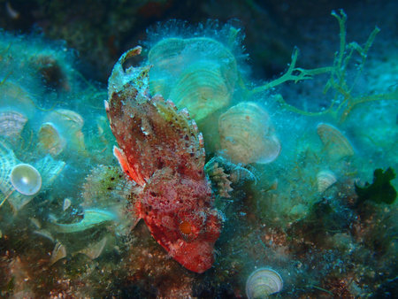 Scorpionfish in Adriatic sea, Croatia
