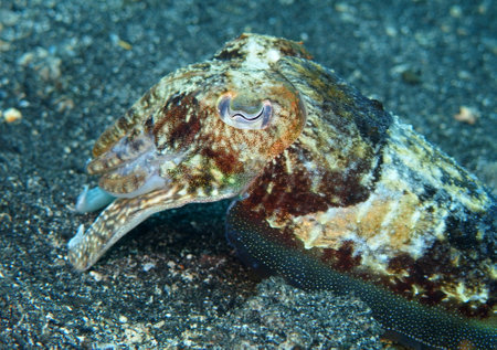 Common cuttlefish in Adriatic Sea near Hvar Islandの写真素材