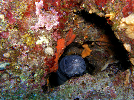 European conger at night in Adriatic Sea near Hvar island, Croatia