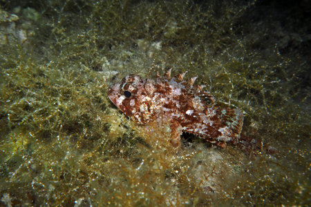 Scorpionfish in Adriatic sea, Croatiaの写真素材