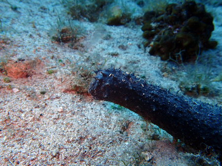 Sea cucumber, Hvar island, Adriatic seaの写真素材