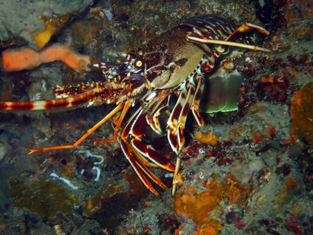 European spiny lobster in Adriatic sea, Croatiaの写真素材