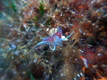 Flabellina Nudibranch, Flabellina affinis in Adriatic sea, Croatiaの写真素材