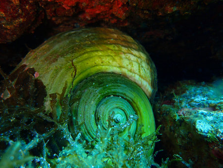 Giant tun - sea snail in Mediterranean Sea, near Vis Island, Croatia, Adriatic Sea