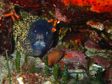 Mediterranean moray in Adriatic sea, Croatia