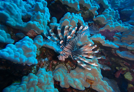 Lionfish (Pterois miles) in the Red Sea