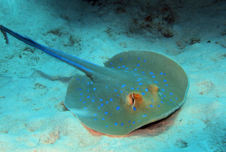 Bluespotted ribbontail ray in Red Sea near Marsa Alam, Egyptの写真素材