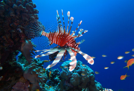 Lionfish in Red Sea, Egypt, underwater photographの写真素材