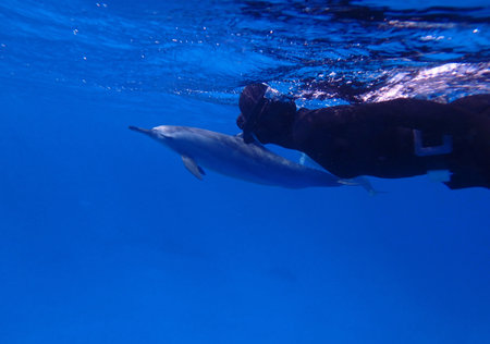 Freediver with dolphins near Marsa Alam, Red Sea, Egypt, underwater photographの写真素材