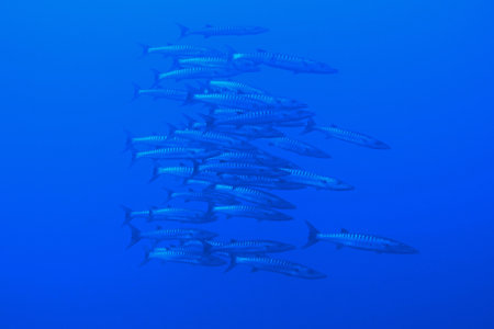 School of great barracudas in Red Sea near Brothers Islands, Egyptの写真素材