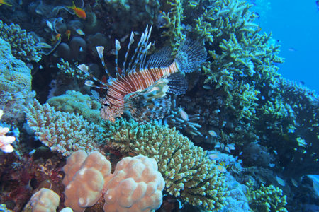 Lionfish in the Red Sea