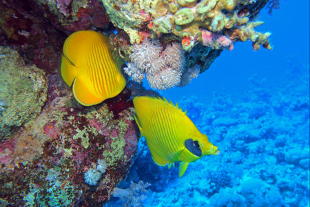 Masked Butterflyfish in Red Sea, Egypt, underwater photograph