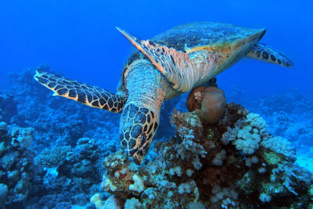 Hawksbill turtle in Red Sea, Egypt, underwater photograph
