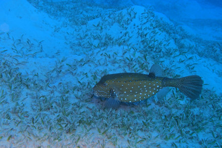 Yellow boxfish in the Red Sea near Marsa Alam in Egypt