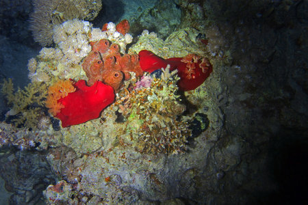 Spanish dancer - sea slug in Red Sea near Marsa Alam by night, Egyptの写真素材