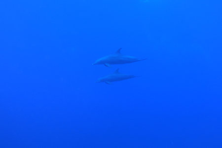 Indo-Pacific bottlenose dolphins in the Red Sea near Marsa Alam in Egyptの写真素材