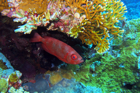 Paeony bulleye in the Red Sea near Brothers Islands in Egypt