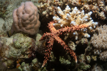 Starfish on a coral reef in the Red Sea, Egypt,