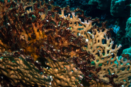 Reefs bleaching and dying, sea warming in Red Sea near Marsa Alam, Egypt