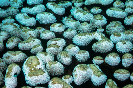 Reefs, sea near Marsa Alam, Egypt.