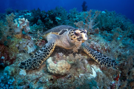 Hawksbill sea turtle in the Red Sea near Marsa Alam in Egyptの写真素材