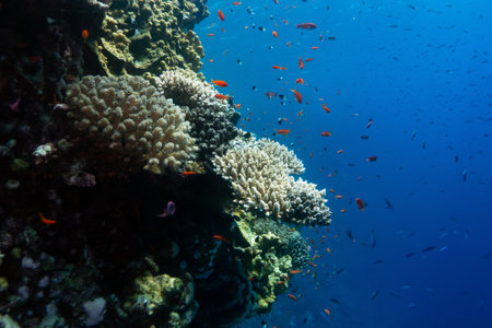 Reefs bleaching and dying, sea warming in Red Sea near Marsa Alam, Egyptの写真素材