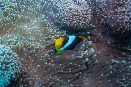 Clown anemonefish (Amphiprion bicolor)の写真素材