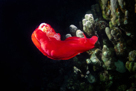 Spanish dancer - sea slug in Red Sea near Marsa Alam by night, Egyptの写真素材
