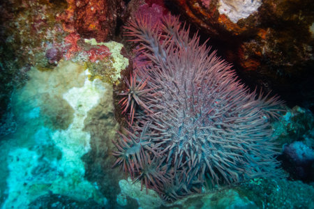 Crown-of-thorns starfish near Fury Shoal, Red Sea, Egypt, underwater photograph