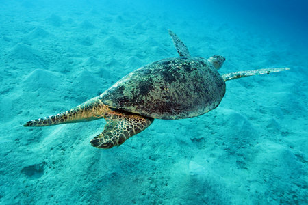 Green Sea Turtle near Marsa Alam, underwater photography, Red Sea, Egyptの写真素材