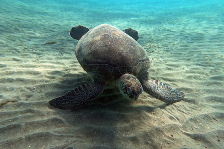 Green Sea Turtle near Marsa Alam, underwater photography, Red Sea, Egypt