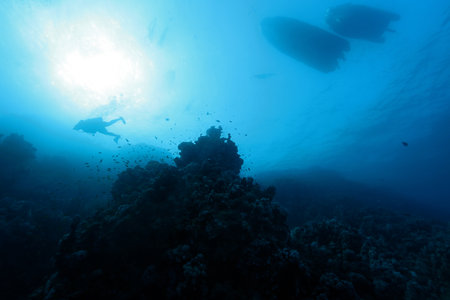 Silhouette of diver on a tropical coral reef, underwater scene near Marsa Alam, Red Sea, Egyptの写真素材