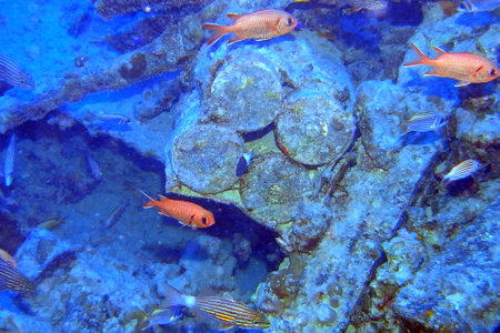 Coral and fish in the Red Sea, Egypt, Sharm El Sheikhの写真素材