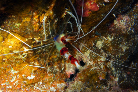 Boxer shrimp in Red Sea, Egyptの写真素材
