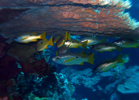 Underwater view of a school of yellow snapper in the coral reefの写真素材