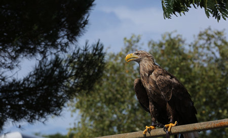 Golden eagle - birds of prey, France