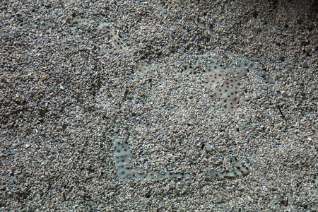 Pebblestone background. Close up of pebble texture.