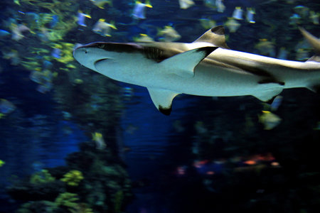 Shark swimming in a large aquarium with fishes in the background.の写真素材