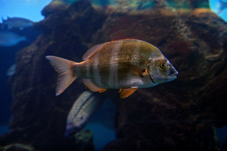 Fish swimming in an aquarium. Close-up of a fish.