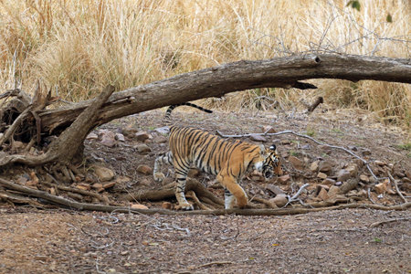 Bengal tiger in Ranthambore National Park, India