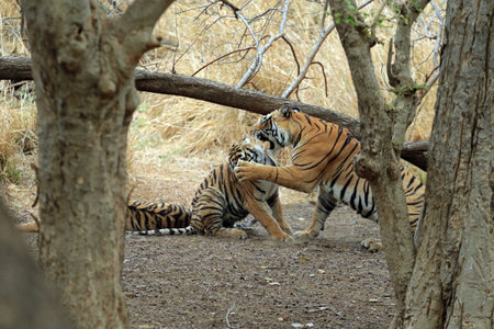 Bengal tigress with cub in Ranthambore National Park, Indiaの写真素材