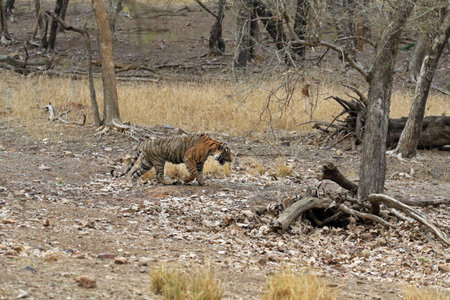 Bengal tiger in Ranthambore National Park, India