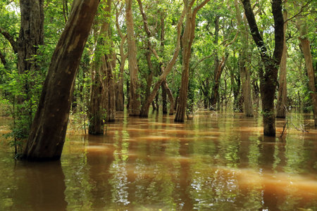 Flooding forest, Kompong Khleang, Tonle Sap, Cambodiaの写真素材