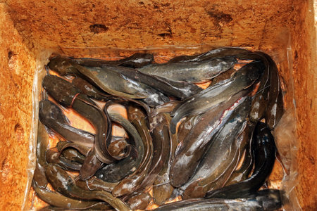 Close-up of fresh raw catfish in the fish market, Cambodia