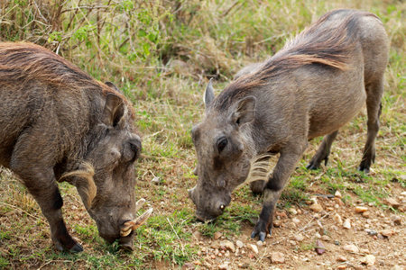 Two warthogs in Masai Mara National Park, Kenyaの写真素材