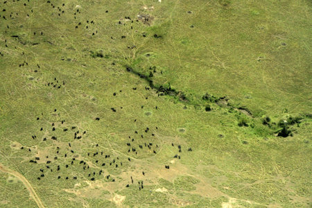Masai Mara National Park, Kenya, air photographの写真素材