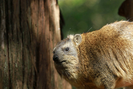 Nest of Red-billed quelea, Mugie Sanctuary, Kenyaの写真素材