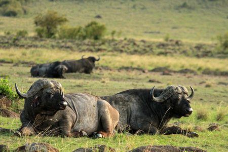 Wild buffalo in Masai Mara National Reserve, Kenya