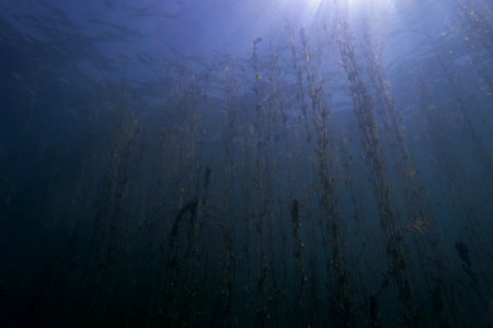 Underwater landscape of Lake Ohrid in Macedoniaの写真素材