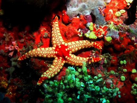 Elegant sea star in Arabian sea, Baa Atoll, Maldives, underwater photographの写真素材